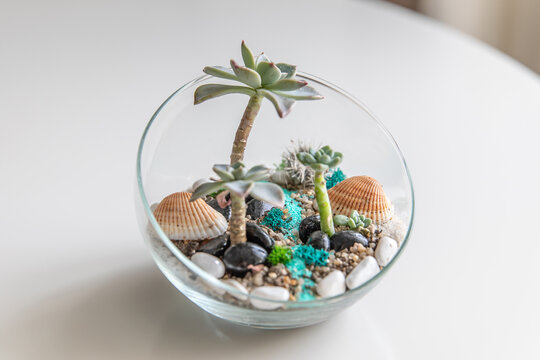 succulent terrarium in pot. florarium vase with plants. Small garden with miniature plants. DIY florarium.