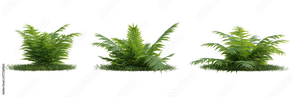 Poster group of fern leaves on transparent background 3d rendering png