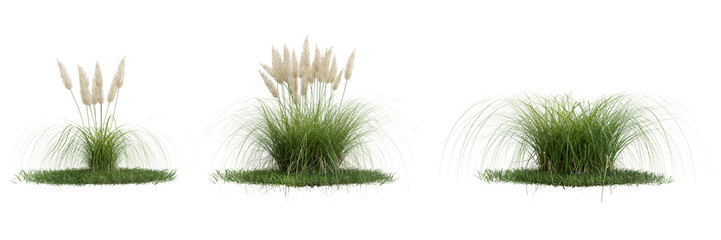 Collection green grass on transparent background 3d rendering png