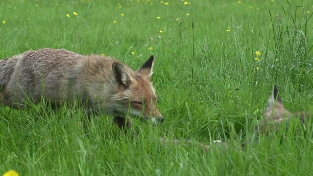 Red Fox, vulpes vulpes, Mother and Cub walking and playing in High grass, Normandy in France, Real Time