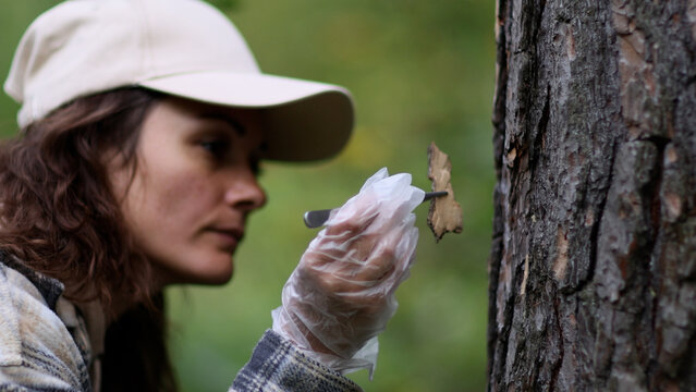 In a forest area, an ecologist takes plant samples and puts them in a container for research in a laboratory. Environment and ecosystem concept. Biology activist.