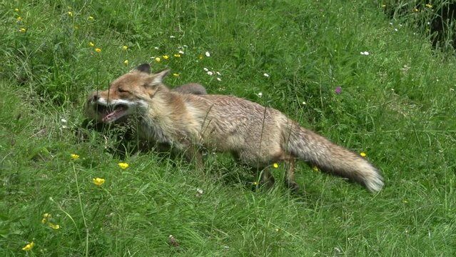 Red Fox, vulpes vulpes, Female and Cub standing at the Den Entrance, Normandy in France, Real Time
