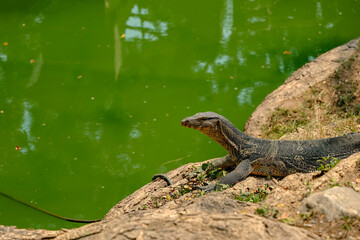 Asian water monitor - Varanus salvator also common water monitor, large varanid lizard native to South and Southeast Asia (kabaragoya, two-banded monitor, rice lizard, ring lizard, plain lizard.
