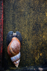 Giant snail Archachatina marginata on a wet moss wall