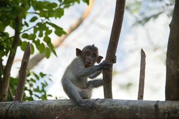 Full body shot of a baby cynomolgus monkey sitting on a bamboo fence, diffuse leaves and bright sky in the background.