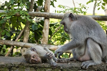 Full body shot of a cynomolgus monkey mother stroking her child, the child is looking directly at the camera, both are on a stone wall, leaves and a wooden fence in the background.