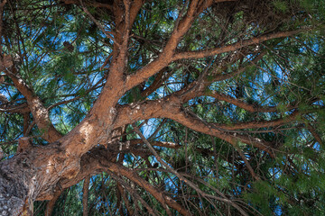 CLose up of the  bright green young coniferous branches on a green blurred background against bly sky