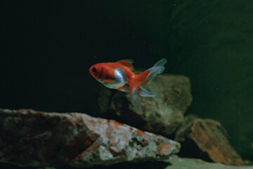 Aquarium aquatic background beautiful beauty color colorful fish fresh freshwater gold goldfish green leaf natural nature orange red tropical water wildlife goldfish