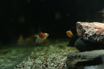 Aquarium aquatic background beautiful beauty color colorful fish fresh freshwater gold goldfish green leaf natural nature orange red tropical water wildlife goldfish