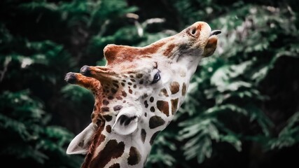 Obraz premium THE GIRAFFE IN THE ZOO