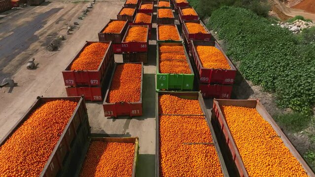 Trailers of Oranges and Tangerines citrus fruit parked in a storage facility
