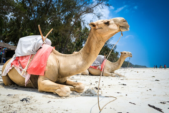Camels on the beach in Diani, Kenya