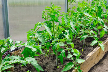 growing stems of tomatoes in a greenhouse
