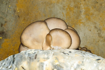 close-up - growing oyster mushrooms in bags in the basement