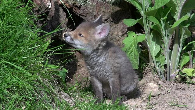 Red Fox, vulpes vulpes, Cub standing in Den Entrance, Normandy in France, Real Time
