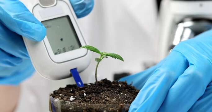 Scientist biologist geologist in gloves measures readings of soil with sprout in test tube