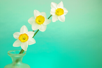 Three white daffodils on a green-blue background.