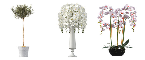 Fototapeta premium decorative flowers and plants for the interior, isolated on white background, 3D illustration, cg render