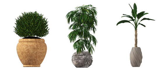 decorative flowers and plants for the interior, isolated on transparent background, 3D illustration, cg render