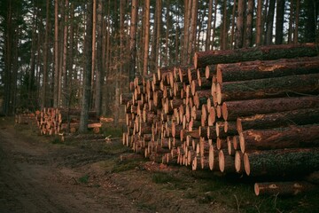 Tree logs in the forest. Stack of chopped woods stack