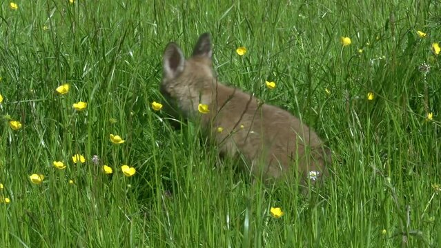 Red Fox, vulpes vulpes, Cub standing on Grass, Normandy in France, Real Time