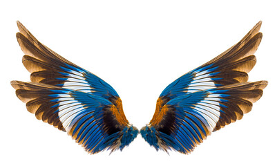strork billed kingfisher bird wings isolated on a white