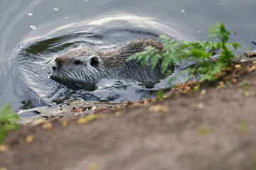 american nutria in its aquatic environment
