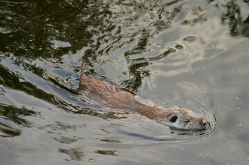 Fototapeta premium american nutria in its aquatic environment