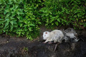 american nutria in its aquatic environment