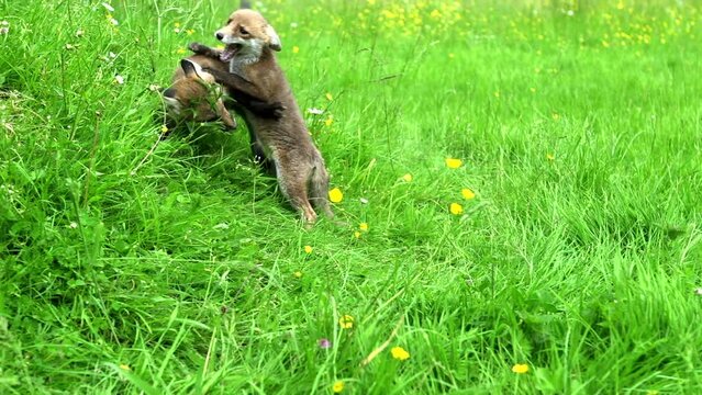 Red Fox, vulpes vulpes, Cub playing on Grass, Normandy in France, Real Time