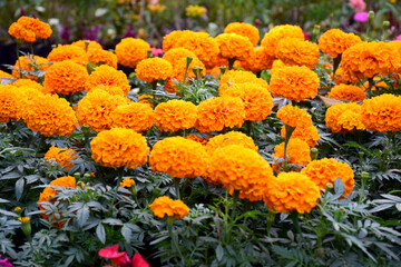 flowers in the garden
