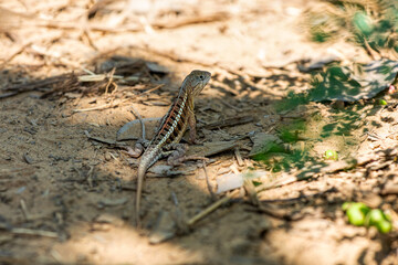 Chalarodon madagascariensis, endemic species of Malagasy terrestrial iguanian lizard. Kirindy Forest, Madagascar wildlife animal
