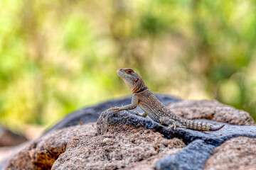 Cuvier's Madagascar swift (Oplurus cuvieri), knows as Madagascan collared iguana or iguanid lizard. Endemic species of lizard in the family Opluridae. Miandrivazo, Menabe Madagascar wildlife animal