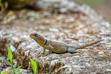 Cuvier's Madagascar swift (Oplurus cuvieri), knows as Madagascan collared iguana or iguanid lizard. Endemic species of lizard in the family Opluridae. Tsingy de Bemaraha, Madagascar wildlife animal
