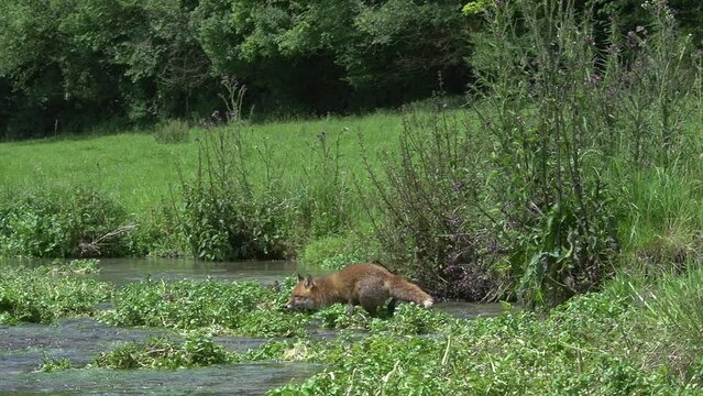 Red Fox, vulpes vulpes, Adult crossing River, Normandy in France, Real Time