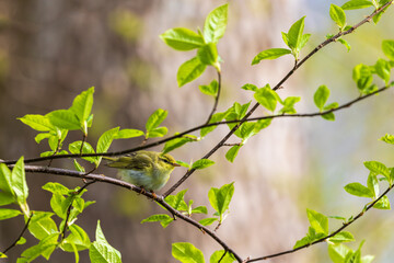 Fototapeta na wymiar Willow warbler on a tree branch in a lush foliage tree