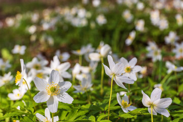 Flowering Wood anemone flowers in the springtime