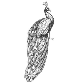 recommend clip art: Peacock vintage vector sketch illustration. Pen and ink monochrome drawing.