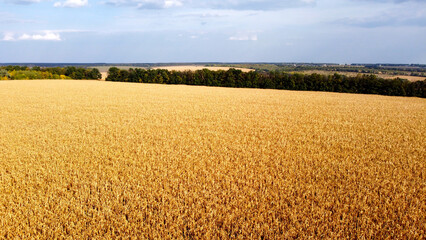 Autumn corn field in the Kharkov region from a bird's eye view.  Drone photo. © glebantiy