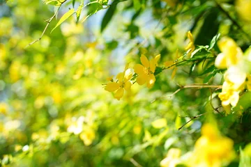 Poster 山吹の花、山吹、黄色、花、菜の花、桜、日本、春、植物、野外、公園、景色、フレーム、背景、緑、自然、風、花びら、枝、黒、覗く、空、影、一面、日本、風景、ナチュラル、3月、4月、ピンク、黄緑、 © dokosola