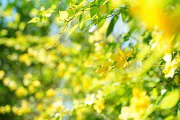 Zelfklevend Fotobehang 山吹の花、山吹、黄色、花、菜の花、桜、日本、春、植物、野外、公園、景色、フレーム、背景、緑、自然、風、花びら、枝、黒、覗く、空、影、一面、日本、風景、ナチュラル、3月、4月、ピンク、黄緑、 © dokosola