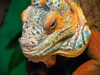 Colorful head of an iguana