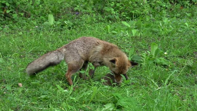 Red Fox, vulpes vulpes, Adult female and European Hedgehog, erinaceus europaeus, in the forest among foliage, Normandy in France, Real Time
