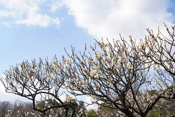 薬師池公園の梅
