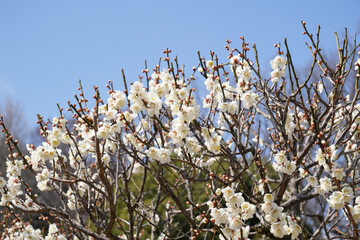 薬師池公園の梅