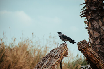 Photo of a bird leaning on a tree in Cairo, Egypt