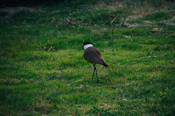  a photo of a bird standing on grass