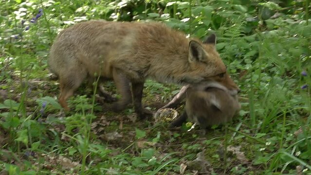 Red Fox, vulpes vulpes, Mother and Cub walking in the forest among foliage, Normandy in France, Real Time