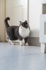 Cute british shorthair cat, indoor shot