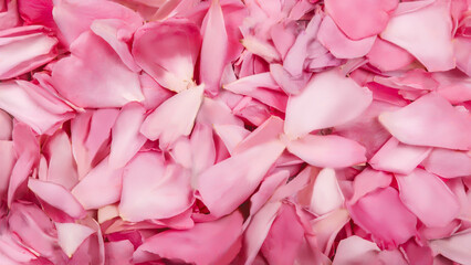 Background texture of beautiful pink rose petals.